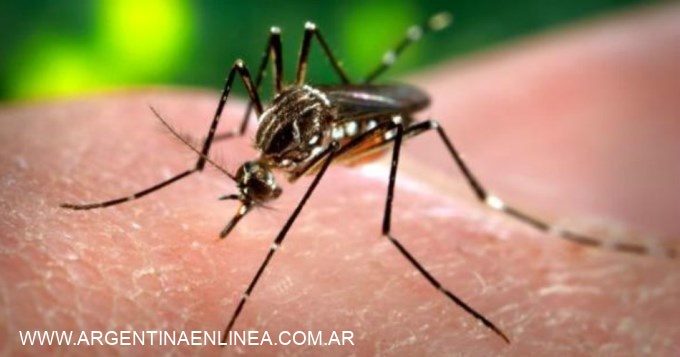 Ya son 50 los muertos por fiebre amarilla en Brasil