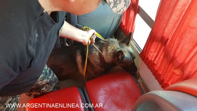 INTENTABA HACER CRUZAR DROGA EN COLECTIVO Y EL PERRO POLICIAL LO DETECTÓ
